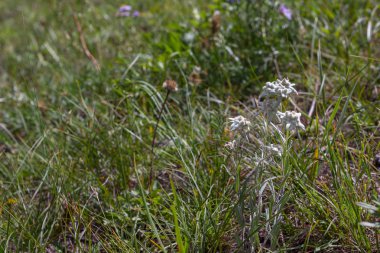 Edelweiss yakın çekim. 
