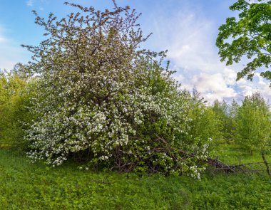 Çiçek açan elma ağacı. 