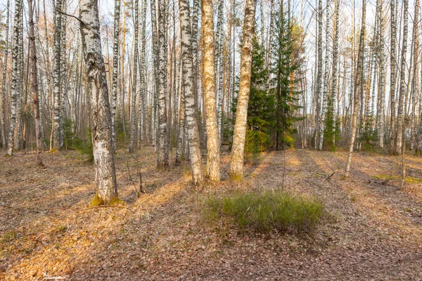 Birch spring forest. — Stock Photo, Image