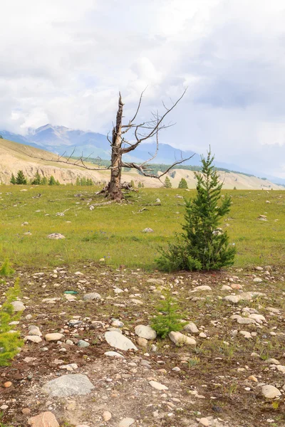 The dried up larch in mountains. — Stock Photo, Image