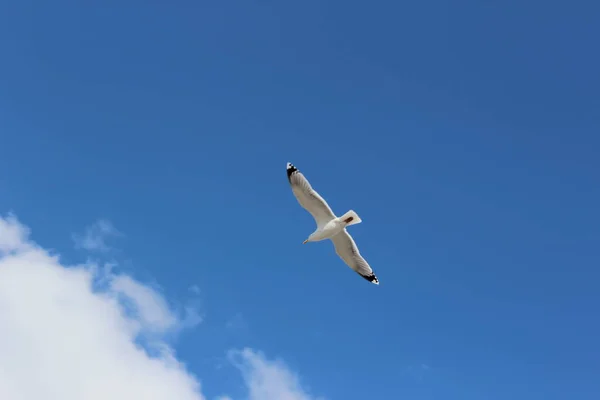 Vogel Unter Blauem Himmel — Stockfoto