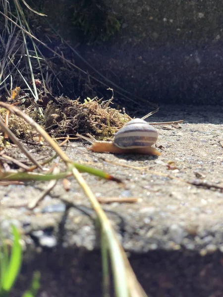 Snail Close Picture — Stock Photo, Image