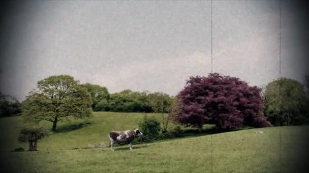 Ufo Mimozemský Únos Kráva Ufo Neidentifikovaný Létající Objekt Cizinci Blízké — Stock video