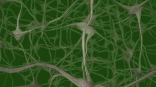 Neuronas Cerebro Mente Axón Pensamiento Neural Red Dendrita Célula Salud — Vídeos de Stock