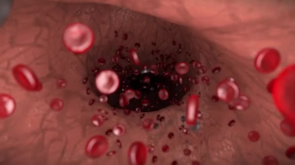 Krevní Buňky Červené Bílé Žíly Tepny Krvinky Biologie Lékařské Vědy — Stock video