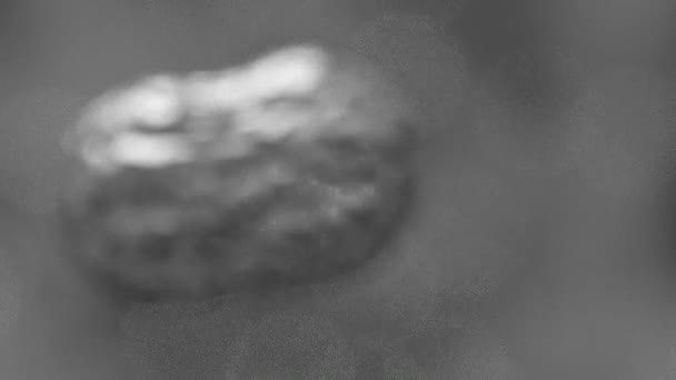 Cellules multipliant le sang du virus bactérien au microscope B & W lumineux 