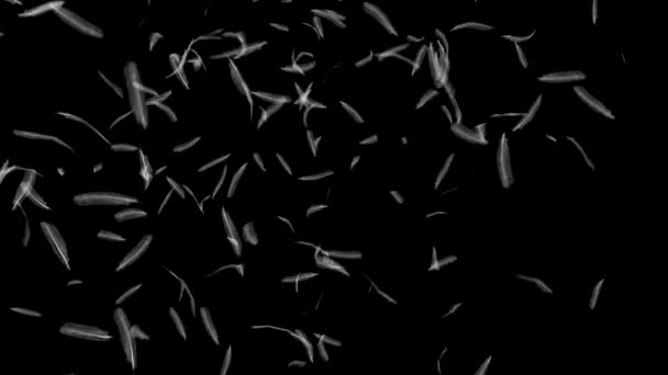 Feathers falling against black — Stock Video