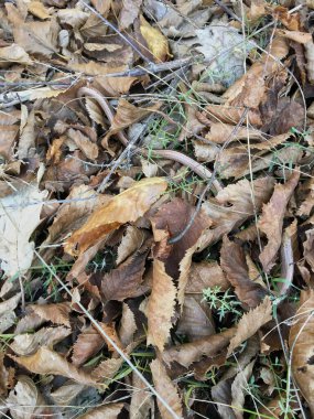 Yeni otlar eski yaprakların arasından geçer.