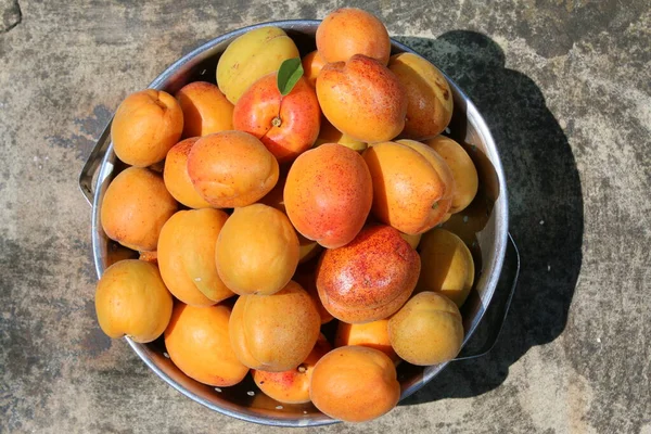 Close Damascos Metal Escorredor Recém Colhidos Suculento Carne Macia Laranja — Fotografia de Stock