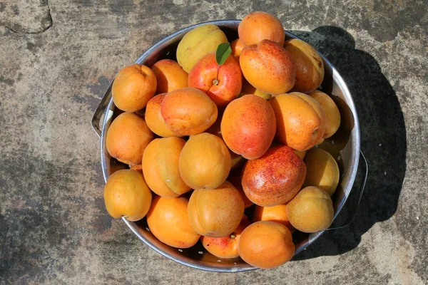 Nahaufnahme Von Aprikosen Metallsieb Frisch Gepflückt Saftig Weiches Fruchtfleisch Orangen — Stockfoto