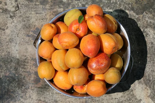 Close Damascos Metal Escorredor Recém Colhidos Suculento Carne Macia Laranja — Fotografia de Stock