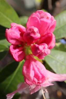 Güzel rhododendron bitkisinin çiçeklerini kapatın pembe çiçek tarlaları tam çiçeklenmiş beş ana taç yaprağı ve sarı stamen poleni ile dolu yeşil sağlıklı çalılar ve bereketli yapraklarla dolu İngiliz kır bahçesinde yaz güneşi altında