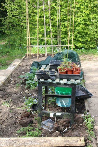 Landscape Organic Allotment Garden Vegetable Patch Raised Beds Beans Bamboo — Stock Photo, Image