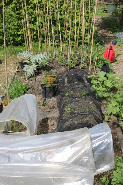 Landscape Organic Allotment Garden Vegetable Patch Raised Beds Beans Bamboo — Stock Photo, Image