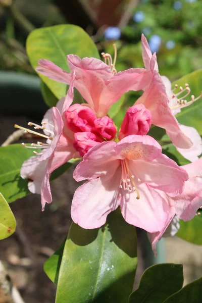 Sluiten Van Mooie Rododendron Plant Bloesem Met Roze Bloembedden Volle — Stockfoto