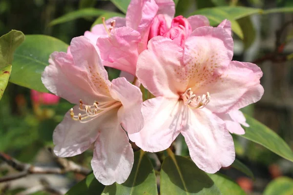Közel Gyönyörű Rododendron Növény Virágzás Rózsaszín Virágágyások Teljes Virágzik Szirmok — Stock Fotó