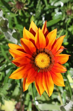 Çiçek açmış güzel Gazania çiçeğinin başını kapat. Organik kır bahçesinde. Turuncu renkler ve yeşil yapraklı taç yapraklarının üzerindeki pembeler yaz güneşinin erken saatlerinde yapraklanmış çalılıklarda.