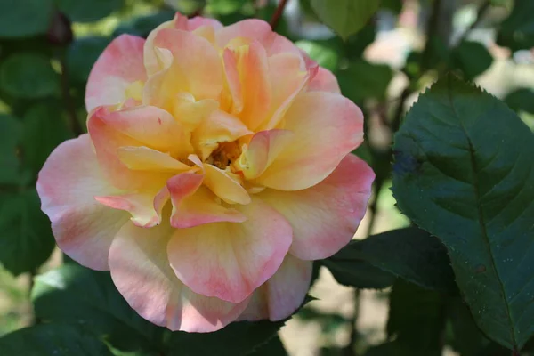 美しい健康的なバラの頭の大きな花の頭の終わり夏の屋外で有機英語カントリーガーデンの緑豊かな葉植物の歴史的な香りの香水の花びら — ストック写真