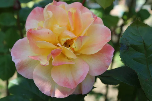 Close Bela Cabeça Rosa Saudável Grande Flor Cabeça Pétalas Flores — Fotografia de Stock