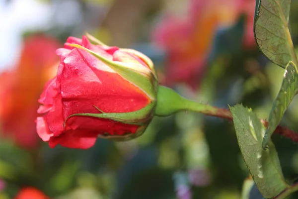 美しいロマンチックなバラの芽の終わりに彼はピンクの赤い花の頭を満開にし 緑豊かな土壌の緑豊かな葉を持つ茂みの有機英語カントリーガーデンでのバレンタインデーの成長のための完璧な曲線の花びら — ストック写真