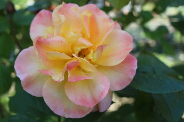 美丽健康的玫瑰头大花头紧贴历史香花花瓣上的绿色多叶植物在夏季室外的有机英国乡村花园 — 图库照片