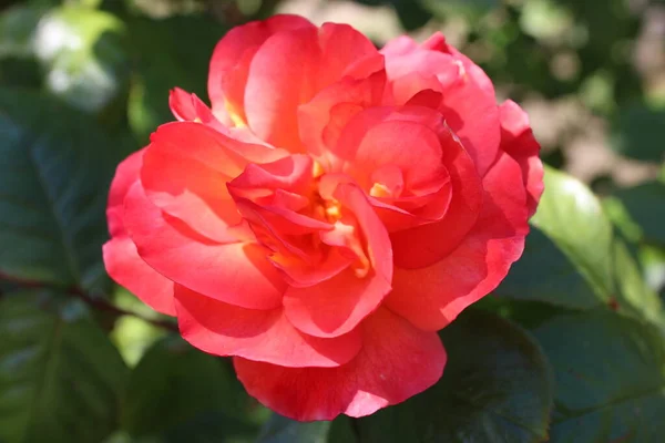 Close Belo Rosa Romântico Aumentou Cabeça Flor Plena Floração Com — Fotografia de Stock