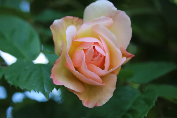 美しいロマンチックなピンクの終わりは 豊かな土壌の緑豊かな葉を持つ茂みの有機英語カントリーガーデンでのバレンタインデーの成長のための完璧な曲線の花びらで満開の花の頭をバラ — ストック写真