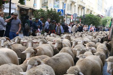 Madrid / İspanya - 21 Ekim 2018: Festival Karnaval alayı geleneksel koyun ve sığır gütme töreni Madrid şehir merkezinin heyecanlı yerel ve tatil kalabalıkları arasında gün ışığında dans eden müzisyenlerin geçit töreniyle birlikte