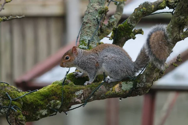 Close Beautiful Squirrel Climbing Espalier Pear Tree Steal Nuts Green — Stock Photo, Image