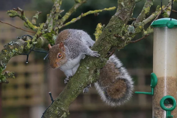 Close Beautiful Squirrel Climbing Espalier Pear Tree Steal Nuts Green — Stock Photo, Image