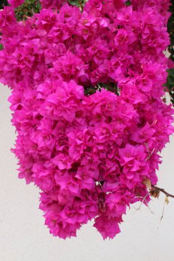 İspanya 'da duvarın karşısında büyüyen yeşil yaprak bitkisinin üzerinde büyüyen güzel, canlı, pembe taç yapraklı çiçekleri kapatın. Avrupa beyaz, sert bir zemin ile zıt yöndedir.