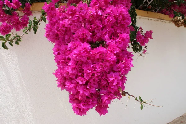 Close Van Prachtige Levendige Elektrische Roze Bloemblaadje Geurende Bloemen Groene — Stockfoto