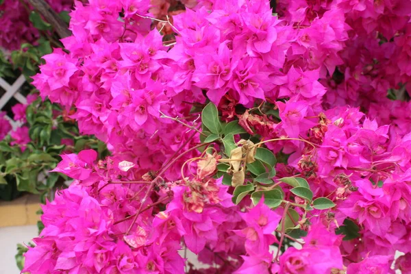 Close Van Prachtige Levendige Elektrische Roze Bloemblaadje Geurende Bloemen Groene — Stockfoto