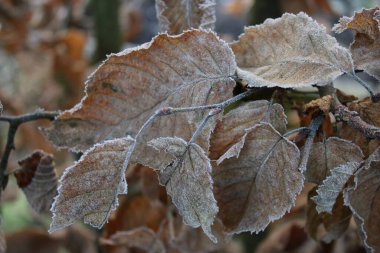 Kahverengi kuruyan sonbahar mevsiminin kış ayaz sahnesinde donma havasında İngiliz kır bahçesindeki kayın ağacında büyümekte olan damarları ve bukleleri gösteren güzel buz beyazı tabakalar ortaya çıkar.