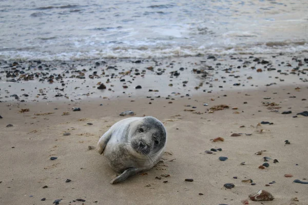 Close up of cute grey seal pup the baby sea creature with sad eyes and short fur coat on sandy beach shore in Winter by the ocean water alone at Winterton in Norfolk East Anglia England uk