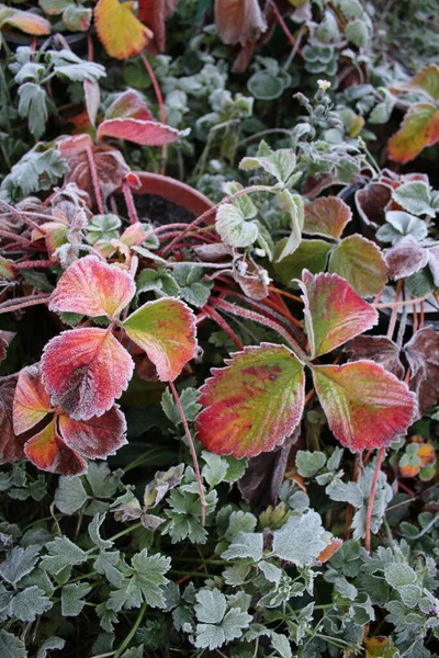 Primo Piano Gelata Coperta Fragola Foglie Autunnali Vaso Piante Alla — Foto Stock