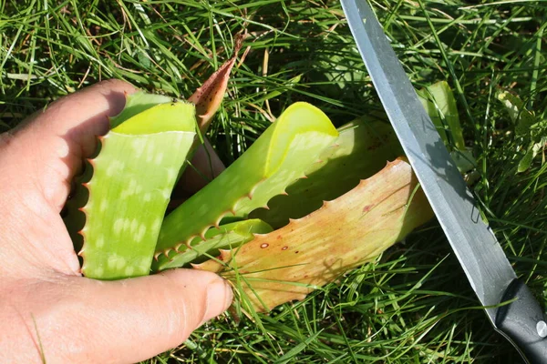 Close Home Grown Aloe Vera Organic Vegan Plant Leaves Ready — Stock Photo, Image