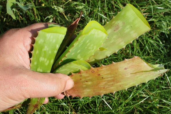 Close Home Grown Aloe Vera Organic Vegan Plant Leaves Ready — Stock Photo, Image