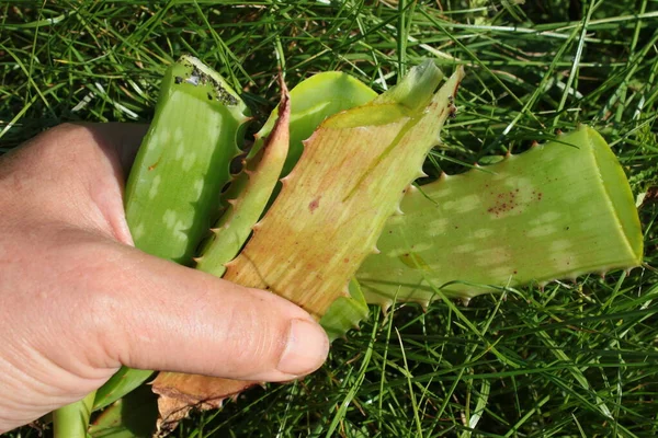 Close Home Grown Aloe Vera Harvested Cut Organic Plant Leaves — Fotografia de Stock