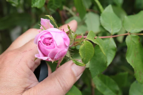 Yeşil yaprakları koklamak için çalıların üzerinde tutulan pembe gül tomurcuklarını kapatın. İngiliz bahçesinde yaz mevsiminde çiçek açan gülleri ve tatlı parfümleri koklayın.