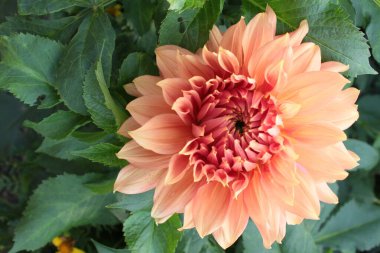 Göz kamaştırıcı güzellikte kayısı şeftalisi renginin yakın görüntüsü, İngiliz kır bahçesinde tam çiçeklenen tek çok yapraklı organik çiçek yaz güneşi yeşil bitki yaprakları arka planda