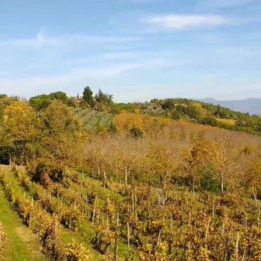 Yaz güneşinde Arezzo İtalya yakınlarındaki Monterchi Vadisi 'ndeki üzüm bağları boyunca Toskana manzarası olgunlaşan üzümler, yemyeşil ve mavi gökyüzü