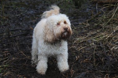 Manzaranın dışında, insanoğlunun en iyi dostu şirin teriyer kumlu kürklü küçük bir İngiliz evcil hayvanı Norwich Doğu Anglia İngiltere 'de nemli havada çamurlu orman bölgesinde dikiliyordu.