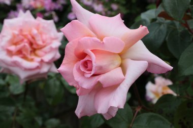 Güzel, tarihi pembe, çiçekli, narin, çiçekli tek bir çiçek başı yaz mevsiminde, yeşil yapraklı arka planda İngiliz bahçesinde.