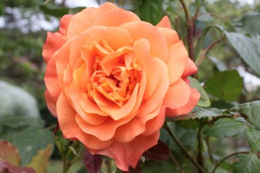 Çiçeklerden oluşan güzel bir gül çalısı tam çiçeklenmiş kayısı şeftalisi pembe güller yazın yemyeşil yeşil yapraklarla dolu bir İngiliz kır bahçesinde yetişiyor. 