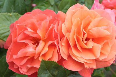 Çiçeklerden oluşan güzel bir gül çalısı tam çiçeklenmiş kayısı şeftalisi pembe güller yazın yemyeşil yeşil yapraklarla dolu bir İngiliz kır bahçesinde yetişiyor. 