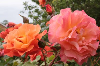 Çiçeklerden oluşan güzel bir gül çalısı tam çiçeklenmiş kayısı şeftalisi pembe güller yazın yemyeşil yeşil yapraklarla dolu bir İngiliz kır bahçesinde yetişiyor. 