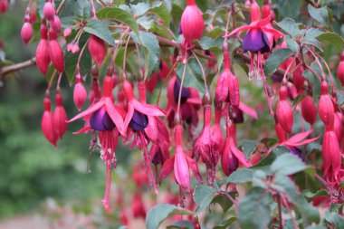 Fuşya çalılarının yakınında, parlak mor ve pembe çiçekler, çanlar gibi uzun ve narin taç yaprakları ile yaz sonlarında canlı, sağlıklı, organik İngiliz bahçesi çalıları üzerinde. 