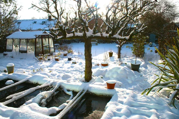 Snow Scene Landscape Glass Greenhouse Espalier Ancient Pear Tree Grass — Stock Photo, Image