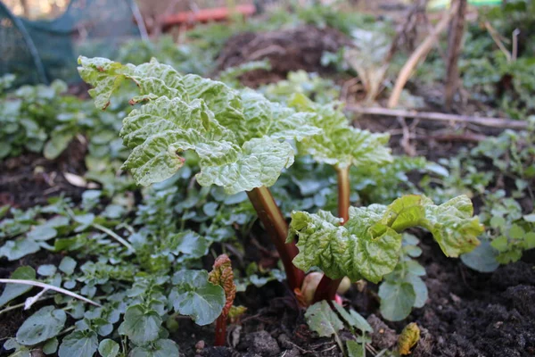 Lezzetli kırmızı sağlıklı sapları ve organik bahçelerde yetişen yeşil yaprakları olan rhubarb bitkisinin kapağı ilkbaharda İngiliz kır bahçesinde hasat mevsiminin başında hasat için kaldırılan yataklar.